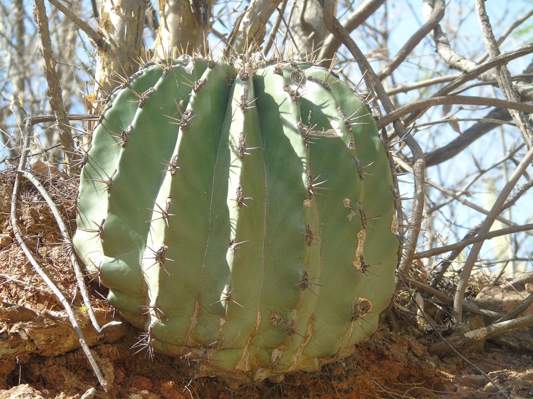 Ferocactus pottsii